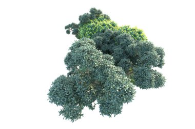 Orman ağaçları arka planda izole. 3d resimleme