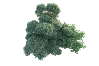 çevre kavramı. Parkta yeşil ağaçlar. Beyaz arka planda izole edilmiş sanat. 3d resimleme