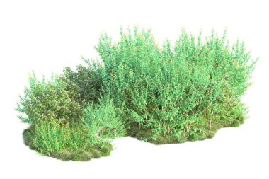 Parktaki ağaçlar ve bitkiler. Beyaz arka planda izole edilmiş sanat. 3d resimleme