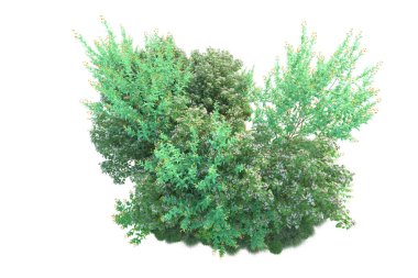 Parktaki ağaçlar ve bitkiler. Beyaz arka planda izole edilmiş sanat. 3d resimleme