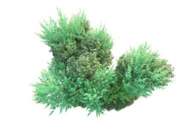 Parktaki ağaçlar ve bitkiler. Beyaz arka planda izole edilmiş sanat. 3d resimleme