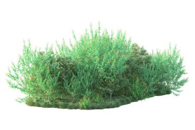 Parktaki ağaçlar ve bitkiler. Beyaz arka planda izole edilmiş sanat. 3d resimleme