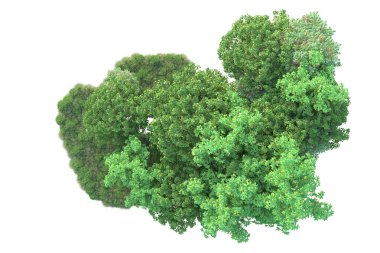 Yeşil yapraklar. Parktaki ağaçlar ve bitkiler. 3d resimleme