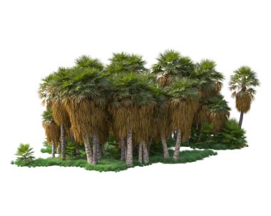 Parktaki tropik ağaçlar. 3d resimleme