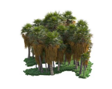 Beyaz arka planda palmiye ağaçları olan tropikal orman manzarası