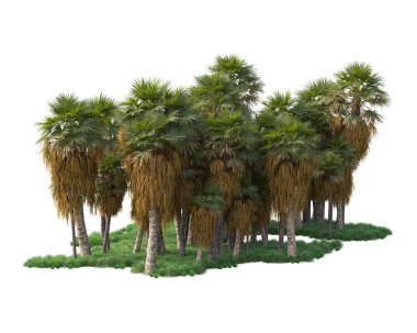 Beyaz arka planda palmiye ağaçları olan tropikal orman manzarası