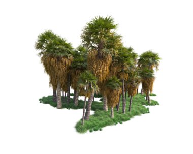 Beyaz arka planda palmiye ağaçları olan tropikal orman manzarası