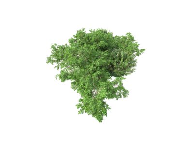 Yeşil ağaçların yaprakları. 3d resimleme
