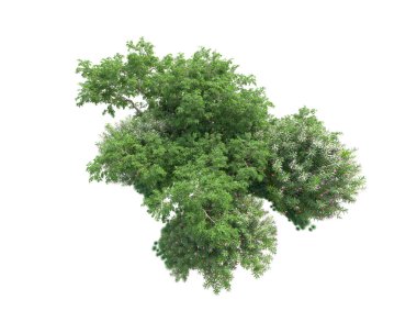 Yeşil ağaçların yaprakları. 3d resimleme