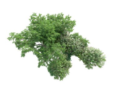 Yeşil ağaçların yaprakları. 3d resimleme