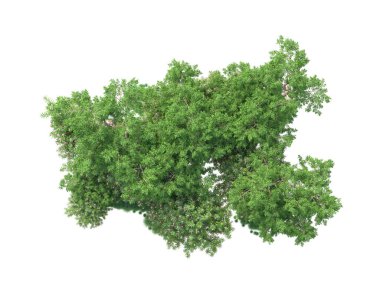Yeşil ağaçların yaprakları. 3d resimleme