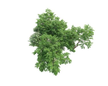 Yeşil ağaçların yaprakları. 3d resimleme