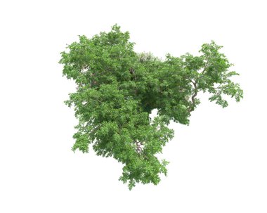 Beyaz arka planda yeşil arazi izole edilmiş. 3d görüntüleme - illüstrasyon