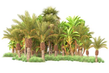 Beyaz arka planda palmiye ağaçları olan tropikal orman manzarası