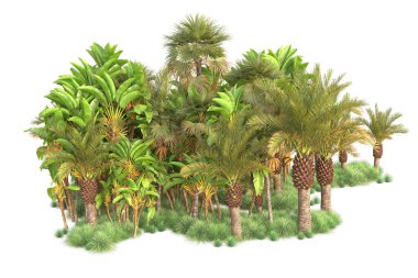 Beyaz arka planda palmiye ağaçları olan tropikal orman manzarası