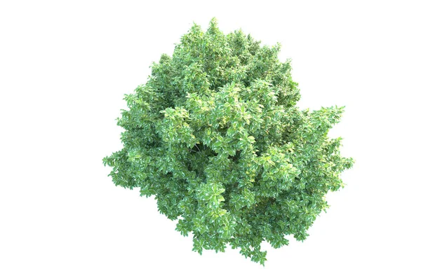 Beyaz arka planda yeşil arazi izole edilmiş. 3d görüntüleme - illüstrasyon