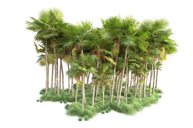 Beyaz arka planda palmiye ağaçları olan tropikal orman manzarası