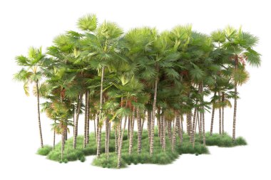 Beyaz arka planda palmiye ağaçları olan tropikal orman manzarası