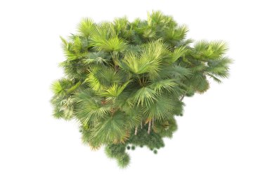 Beyaz arka planda palmiye ağaçları olan tropikal orman manzarası