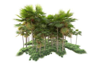 Beyaz arka planda palmiye ağaçları olan tropikal orman manzarası