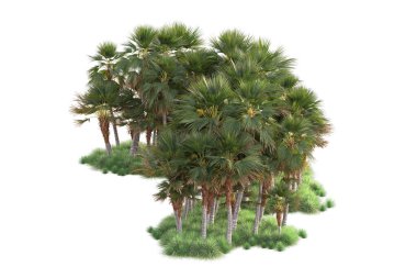 Beyaz arka planda palmiye ağaçları olan tropikal orman manzarası