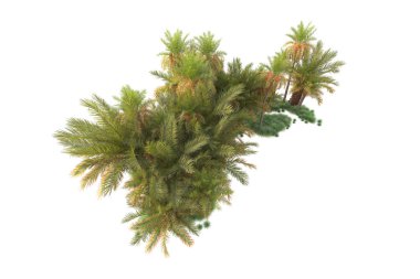 Egzotik tropik yeşil ağaçlar. 3d resimleme