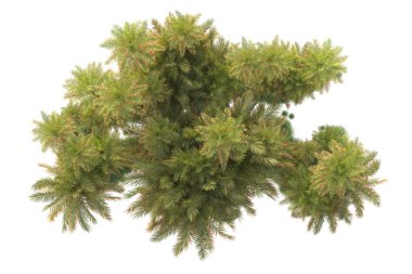 Tropik ağaçlar. 3d resimleme