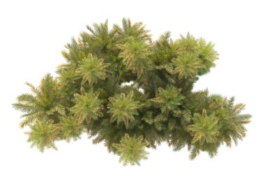  Tropik ağaçlar. 3d resimleme