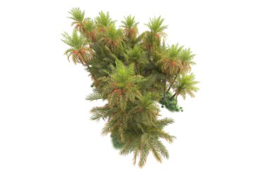  Tropik ağaçlar. 3d resimleme