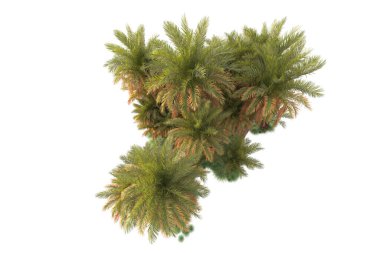 Beyaz arka planda palmiye ağaçları olan tropikal orman manzarası