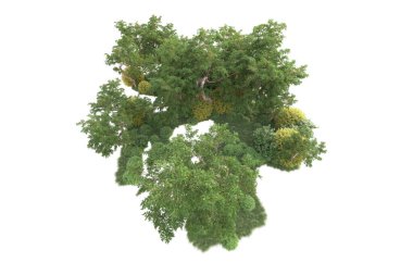 Beyaz arka planda ağaçların olduğu ormanın manzarası