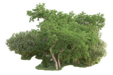 Beyaz arka planda ağaçların olduğu ormanın manzarası