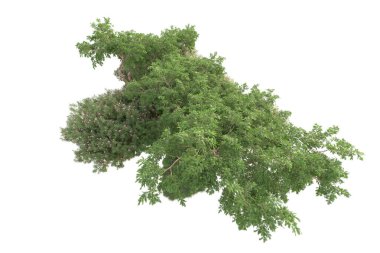 Beyaz arka planda ağaçların olduğu ormanın manzarası