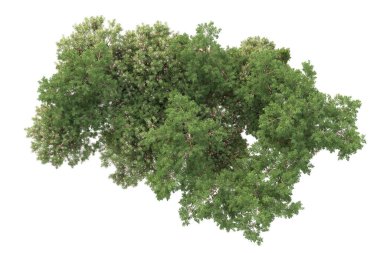 Beyaz arka planda ağaçların olduğu ormanın manzarası