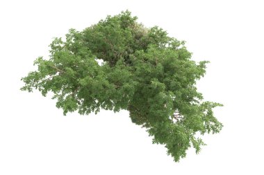 Beyaz arka planda ağaçların olduğu ormanın manzarası