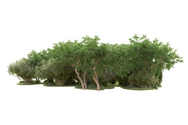 Beyaz arka planda ağaçların olduğu ormanın manzarası