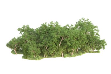 Beyaz arka planda ağaçların olduğu ormanın manzarası