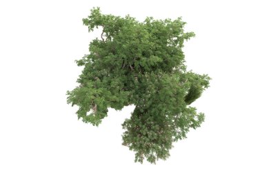 Beyaz arka planda ağaçların olduğu ormanın manzarası