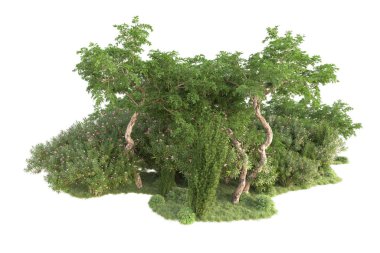 Beyaz arka planda ağaçların olduğu ormanın manzarası