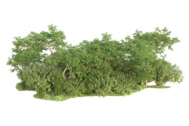 Beyaz arka planda ağaçların olduğu ormanın manzarası