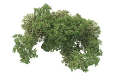 Beyaz arka planda ağaçların olduğu ormanın manzarası