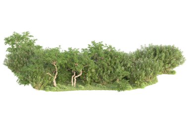 Beyaz arka planda ağaçların olduğu ormanın manzarası