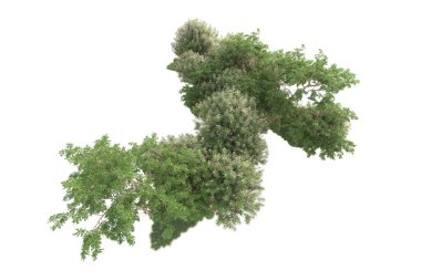 Beyaz arka planda ağaçların olduğu ormanın manzarası