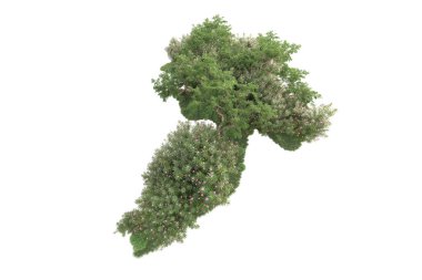 Beyaz arka planda ağaçların olduğu ormanın manzarası