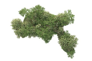 Beyaz arka planda ağaçların olduğu ormanın manzarası