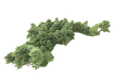 Beyaz arka planda ağaçların olduğu ormanın manzarası