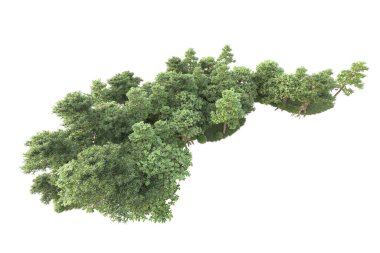 Beyaz arka planda ağaçların olduğu ormanın manzarası