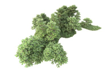 Beyaz arka planda ağaçların olduğu ormanın manzarası