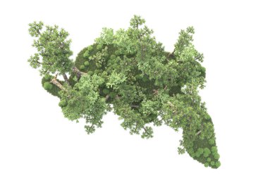 Beyaz arka planda ağaçların olduğu ormanın manzarası