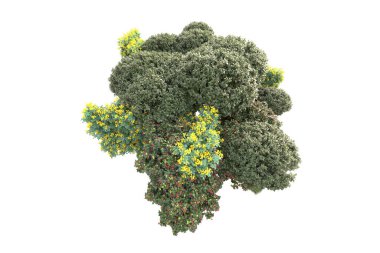 Beyaz arka planda ağaçların olduğu ormanın manzarası